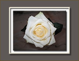 cream rose