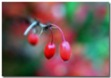 red berries