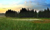 Wildflowers in the early light.