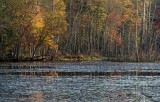 Near the end of autumn colors