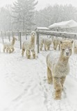 Alpaca Farm