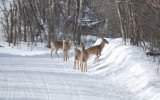 Rabbit Run Road