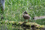 Hen Mallard