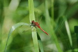 Cherry-faced Meadowhawk