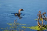 Pied-billed Grebe