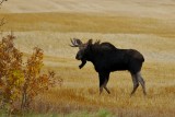 In Rut