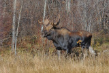 Moose Country !