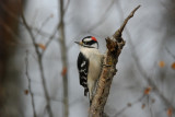 D__Woodpecker