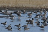 Mixed Flock