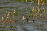 Leucistic Hen Mallard