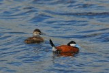 Ruddy  Ducks