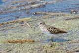 Least Sandpiper