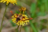 Hummingbird Clearwing Moth