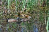 Blue-winged Teal