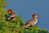 C__Mergansers