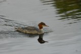 Common Merganser