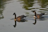 G.H.Geese