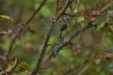 Variable Darner