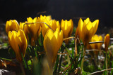 Crocuses few hours later