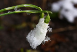 Snow drops under the snow