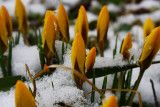 Crocuses under the snow