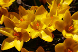 Crocuses