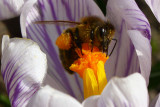 Working Bee