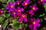 Spring Flowers
