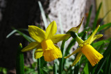 Narcissus