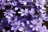 Anemone Hepatica