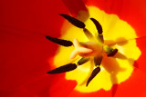 Red and Yellow