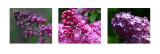 Syringa vulgaris