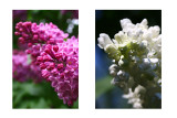 Syringa vulgaris