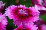 After rain