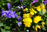 Pansy