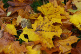 Colors of autumn