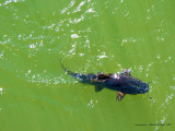 Poisson, vive le vert !, Argentine  Antonio DE MORAIS  2012.jpg