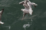 Seagull12.jpg
