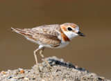 malaysian_plover