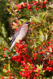 Cedar Waxwing