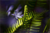 Agapanthus and Fern
