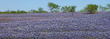 Bluebonnet Snow
