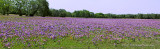 Bluebell Panorama