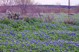 Bluebonnet Field Developing