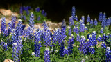 Bluebonnet Wave 1080 HD