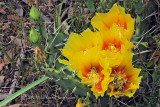 Prickly Pear Cactus