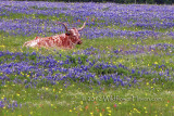 Longhorn in Bluebonnets