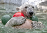 Active polarBear_02.jpg