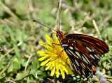 beach butterfly.jpg