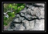 Black rat snake on Breakneck Ridge